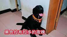 晚上遇到黑色拉布拉多，就當啥也沒看見吧