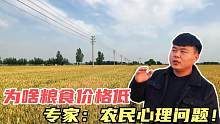 农村小麦价格又出新状况，专家说是农民心理问题！啥情况？