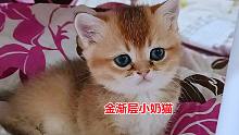 主人叫小公猫吃奶糕，软饭不硬有营养，它听了表情诧异，竟不吃了