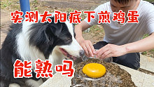 天气炎热，铲屎官用太阳，给狗狗煎鸡蛋吃，你们猜结果会怎样？