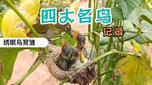 绣眼鸟育雏记录，鸟儿父母很忙，鸟宝宝长大了