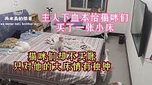 主人下血本给猫咪们买了张小床，猫咪们却不买账只对大床情有独钟