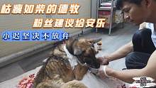 狗肉车救的德牧，经过治疗两月后还是枯瘦如柴，粉丝建议给安乐