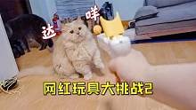 买热销逗猫神器陪猫咪玩，结果惊喜却变成惊吓，猫：莫挨劳资