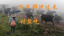 四川若尔盖海拔3600米徒步转山，妹子被牦牛群穷追不舍，太吓人了
