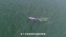 【大湾区中华白海豚科普宣传片】正片上线