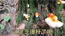 一次看到十几个灵芝，激动的张贺都快不会说话了！这是要发了么？