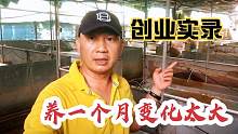 农民返乡创业搞养殖，投苗到半成品只用26天，养殖速度快过坐火箭