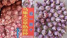 老四托金乡的朋友拉来太空蒜种，质量绝对有保证，请朋友们放心
