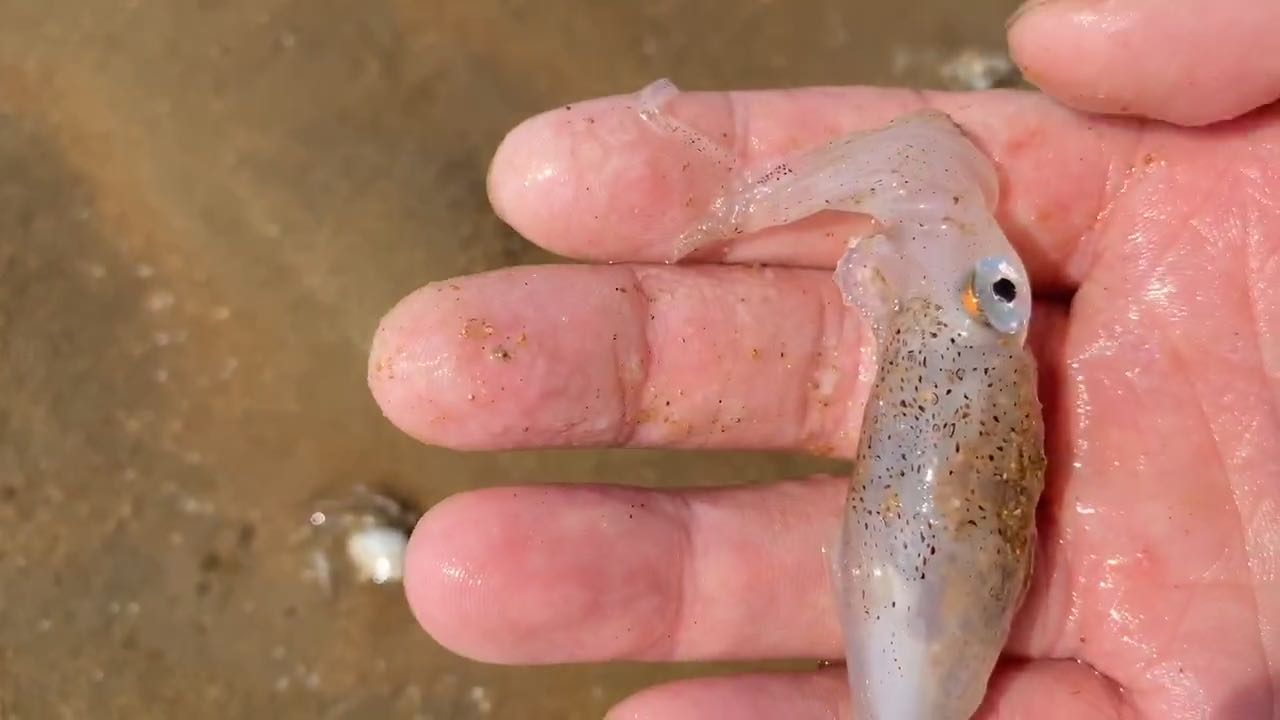 养海期，赶海还能抓到什么海鲜！