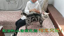 不可思議吧貓咪與小朋友的默契:長治都能指使小姑娘做事了