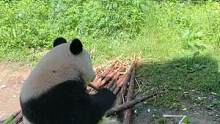 #秦岭佛坪大熊猫