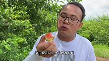 坐着敞篷车，来到三华里种植基地，摘下一个，咬一口甜脆爽口
