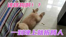 这是啥狗啊？买回来就后悔了！一到晚上就折腾人