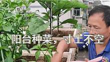 退休老人阳台泡沫盒子种菜，寸土不空，已经开始播种第四茬苋菜了