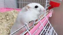 这只小仓鼠怎么这么执着要逃跑呀，拦都拦不住
