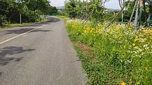 初夏出行一路野花与梧桐