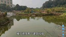 松山湖荒废的野塘，里面的鱼好多，有过来钓的吗？