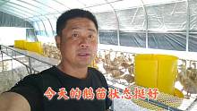 早晨赶紧去看看鹅苗 今天一只也没损失 刚养殖没经验慢慢摸索吧
