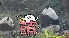 如何当个可爱的吃货？熊猫宝宝圆仔向妈妈看齐：长大后我就成了你