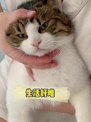 誰給我翻譯下貓嘴叭叭的到底在說啥？？#萌寵出道計(jì)劃
