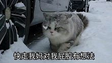 雪地寻宝小八这挖挖那扣扣的，啥也没找到夹着雪球回家了。