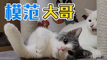 男主人竟然對模范貓咪做這種事！