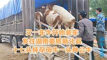 装车很顺利，这是发往湖南娄底新化县，十七头怀孕母牛一头种公牛