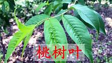 端午节，桃树叶的新妙用？好多人还不知道，看完真的涨知识了