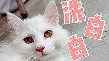 猫：洗澡？我是来喝水的！干了这盆洗澡水！
