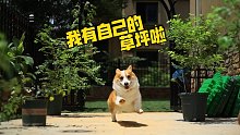 狗狗生日，终于有了自己的草坪啦【微日常】