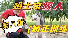 （脱掉最后的敏感）哈士奇咬人矫正第八集。