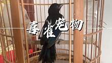 鸟友养的宠物，居然是喜鹊？