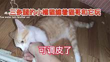 三条腿的小橘猫缠着猫哥和它玩，可调皮了