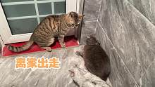 一下失去三只猫是什么心情，铲屎官睡醒发现猫咪全部离家出走了