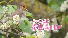7分钟夜莺的鸟叫声，新疆歌鸲，值得聆听！