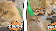 携三只粽子猫咪祝大家端午安康