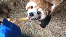 【小熊貓】就算飯飯吃飽了！肚子還是能裝得下零食噠！