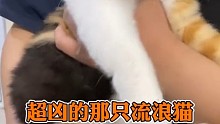 超凶的那只流浪猫收养一年以后的蜕变