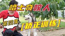 脱掉最后的敏感。哈士奇咬人矫正训练第四集