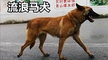 一条马犬在路边傻转圈，农村大叔以为捡到流浪犬发财了，结果打脸