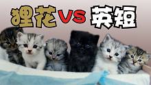 50元的狸花猫与2000元的英短猫，究竟会生出什么样的小猫咪？？