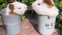 两个茶杯猪真会玩啊太可爱了