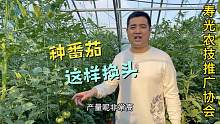 种番茄想要产量高不早衰，这个“换头术”一定要学会！