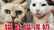品種貓和流浪貓洗澡差別有多大？吹毛都不跑這也太乖了吧！