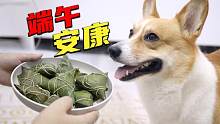 狗狗成精了，端午节吃完粽子后，狗子竟然懂得去拿纸巾来擦嘴巴？