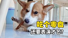 狗子也开始内卷了？这年头吃个肉干还得表演才艺【微日常】
