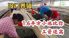 真实的冷门养殖个案，700平米的养殖棚能年收100万，算暴利吗