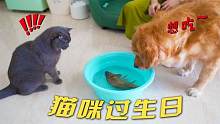 猫咪两岁生日，主人给它买了一条活鱼！大金毛一脸羡慕