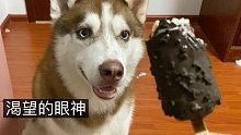 哈士奇：让我舔一口吧，求求你了！